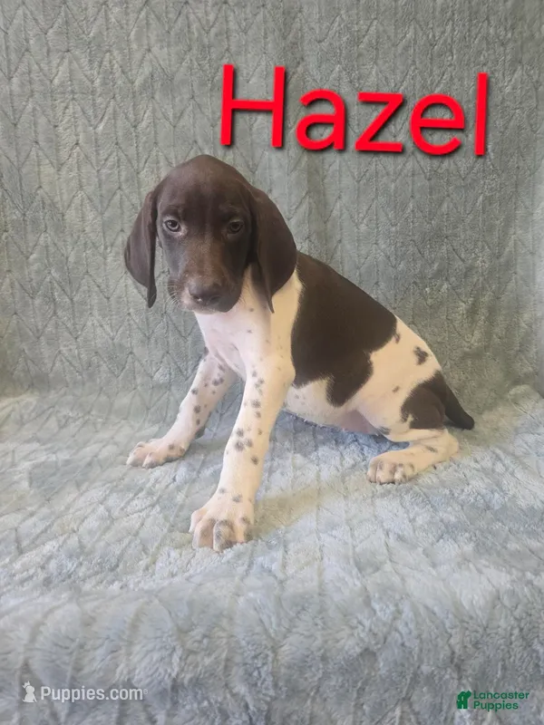 Hazel