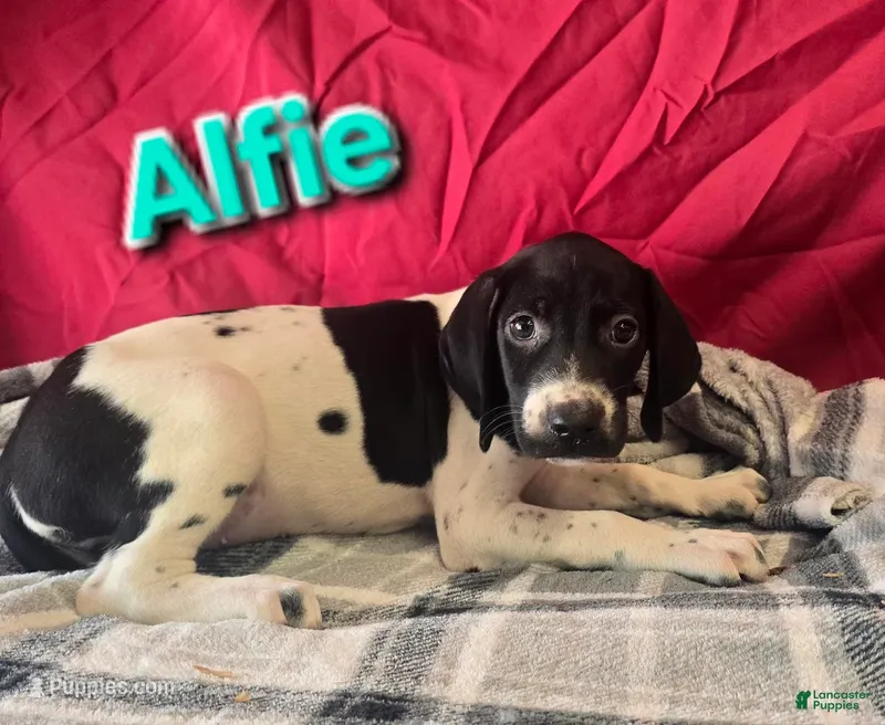 Alfie – German Shorthaired Pointer puppy for sale in Scottsburg, IN