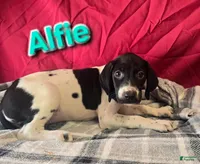 Alfie, a male German Shorthaired Pointer for sale in Scottsburg, IN – 1 of 1