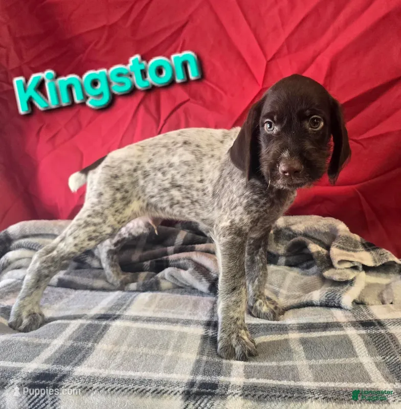 Kingston – German Wirehaired Pointer puppy for sale in Scottsburg, IN