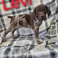 Levi, a male German Shorthaired Pointer for sale in Scottsburg, IN – 1 of 1