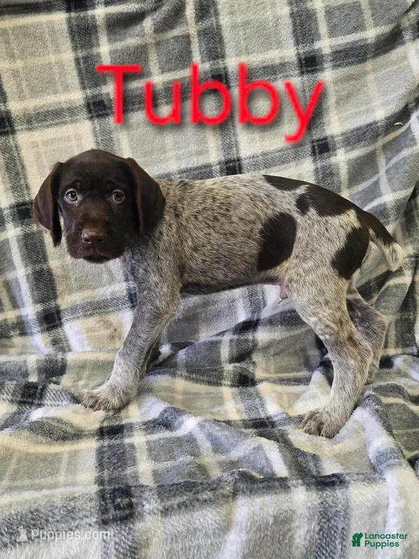 Tubby, a male German Shorthaired Pointer and German Wirehaired Pointer for sale in Scottsburg, IN – Photo 1 of 1