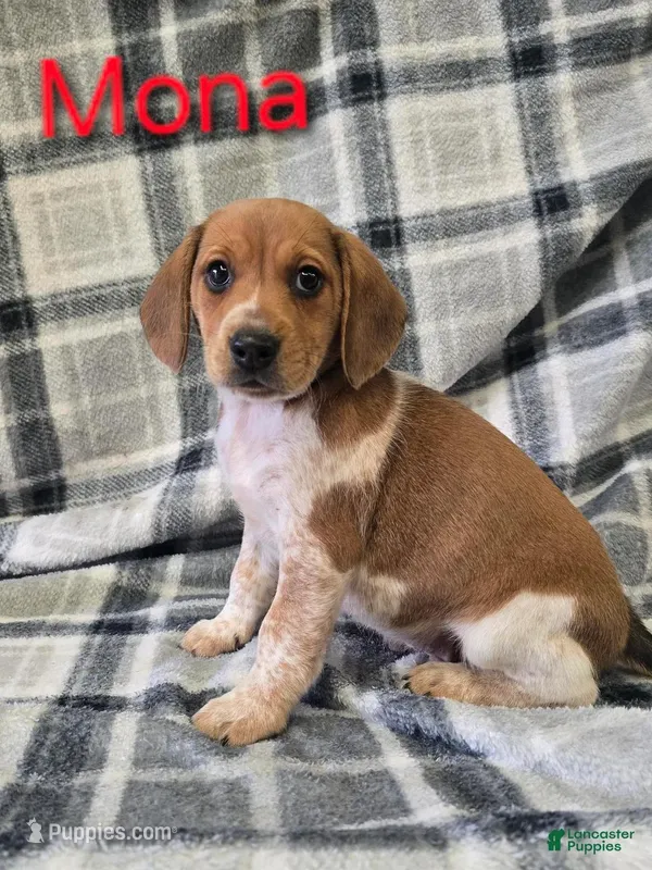 Mona, a female Beagle for sale in Scottsburg, IN – Photo 1 of 1