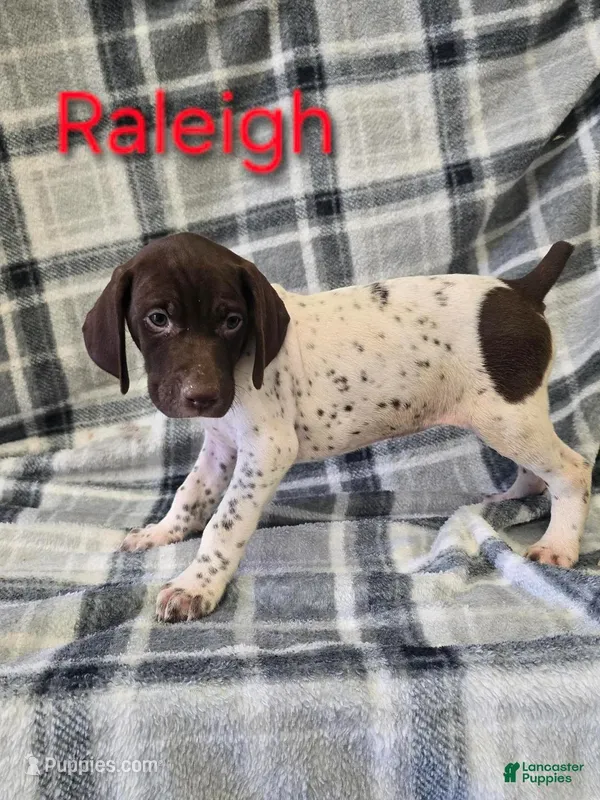 Raleigh, a female German Shorthaired Pointer for sale in Scottsburg, IN – Photo 1 of 1