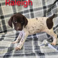 Raleigh, a female German Shorthaired Pointer for sale in Scottsburg, IN – 1 of 1