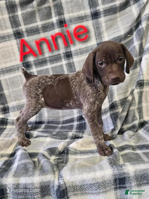 Annie, a female German Shorthaired Pointer for sale in Scottsburg, IN – Photo 1 of 1