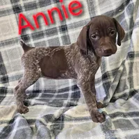 Annie, a female German Shorthaired Pointer for sale in Scottsburg, IN – 1 of 1