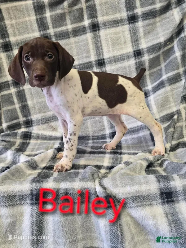 Baily, a female German Shorthaired Pointer for sale in Scottsburg, IN – Photo 1 of 1