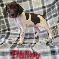 Baily, a female German Shorthaired Pointer for sale in Scottsburg, IN – 1 of 1