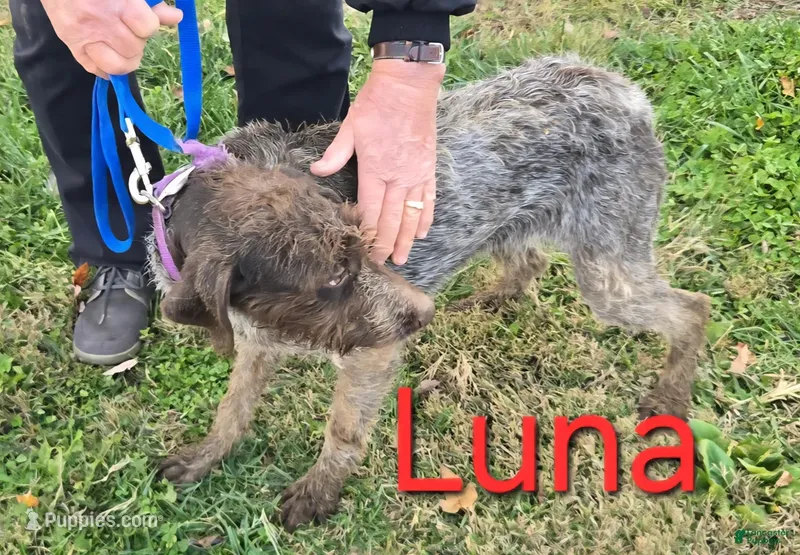 Luna