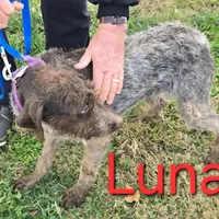 Luna, a female German Shorthaired Pointer and German Wirehaired Pointer for sale in Scottsburg, IN – 1 of 1