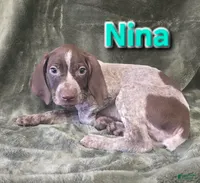Nina, a female German Shorthaired Pointer for sale in Scottsburg, IN – 1 of 1