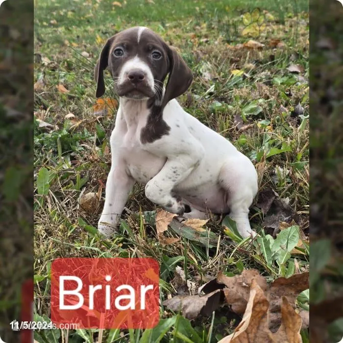 Briar – German Shorthaired Pointer puppy for sale in Scottsburg, IN