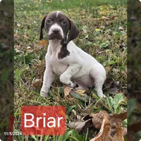 Briar, a female German Shorthaired Pointer for sale in Scottsburg, IN – 1 of 1
