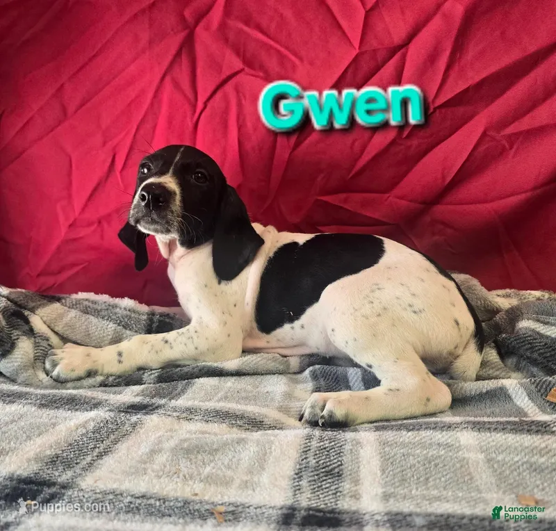 Gwen – German Shorthaired Pointer puppy for sale in Scottsburg, IN
