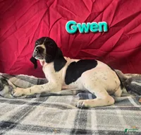 Gwen, a female German Shorthaired Pointer for sale in Scottsburg, IN – 1 of 1