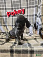 Pokey, a male German Shorthaired Pointer for sale in Scottsburg, IN – 1 of 1