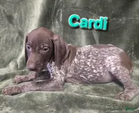 Cardi, a female German Shorthaired Pointer for sale in Scottsburg, IN – 1 of 1