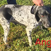 Angel, a female German Shorthaired Pointer for sale in Scottsburg, IN – 1 of 1