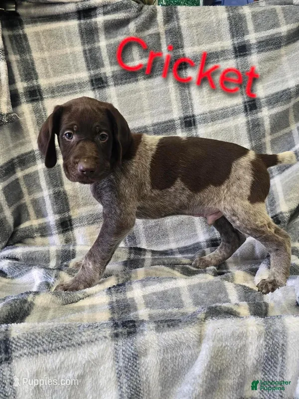 Cricket, a male German Shorthaired Pointer and German Wirehaired Pointer for sale in Scottsburg, IN – Photo 1 of 1