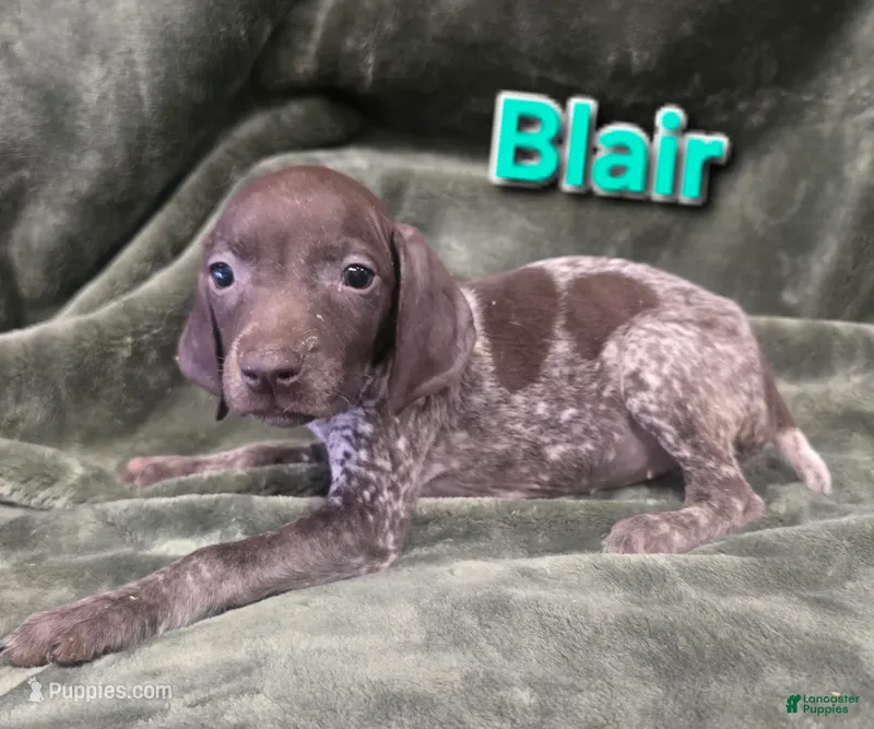 Blair – German Shorthaired Pointer puppy for sale in Scottsburg, IN