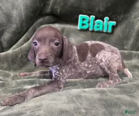 Blair, a female German Shorthaired Pointer for sale in Scottsburg, IN – 1 of 1