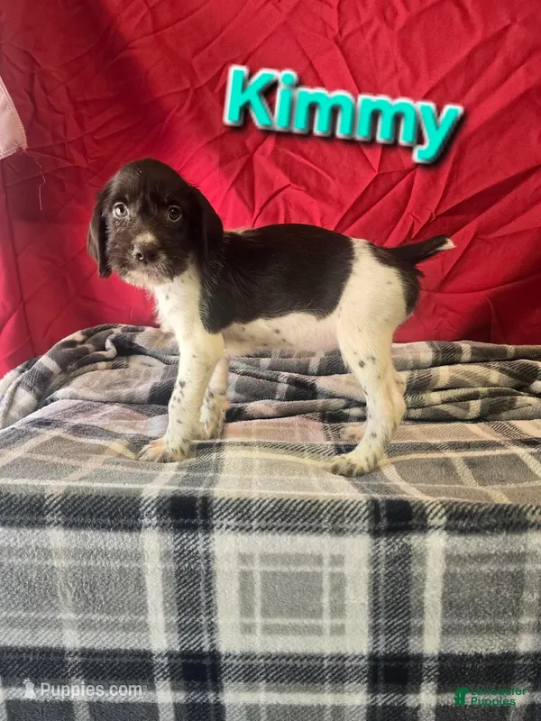 Kimmy – German Wirehaired Pointer puppy for sale in Scottsburg, IN