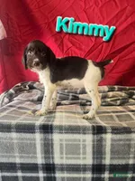 Kimmy, a female German Wirehaired Pointer for sale in Scottsburg, IN – 1 of 1