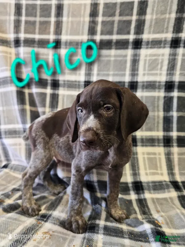 Chico – German Wirehaired Pointer puppy for sale in Scottsburg, IN