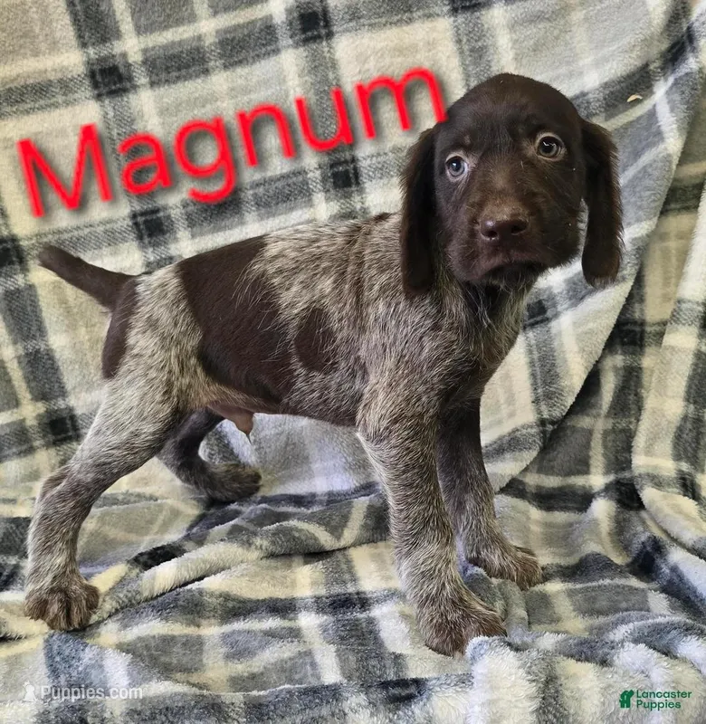 Magnum, a male German Shorthaired Pointer and German Wirehaired Pointer for sale in Scottsburg, IN – Photo 1 of 1
