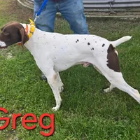 Greg, a male German Shorthaired Pointer for sale in Scottsburg, IN – 1 of 1