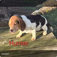 Hunter, a male Beagle for sale in Scottsburg, IN – 1 of 1