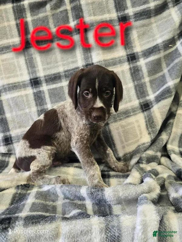 Jester, a male German Shorthaired Pointer and German Wirehaired Pointer for sale in Scottsburg, IN – Photo 1 of 1
