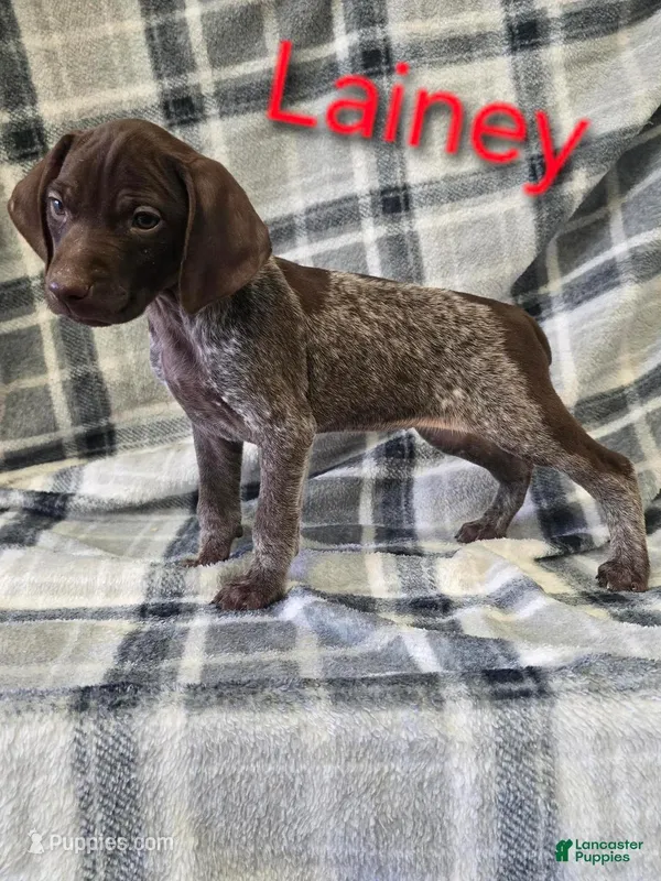 Lainey, a female German Shorthaired Pointer for sale in Scottsburg, IN – Photo 1 of 1