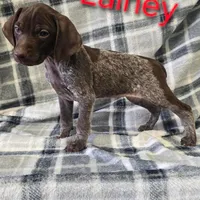 Lainey, a female German Shorthaired Pointer for sale in Scottsburg, IN – 1 of 1