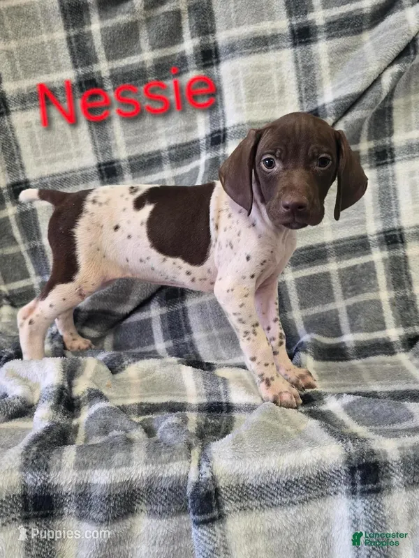 Nessie, a female German Shorthaired Pointer for sale in Scottsburg, IN – Photo 1 of 1