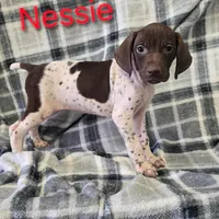 Nessie, a female German Shorthaired Pointer for sale in Scottsburg, IN – 1 of 1