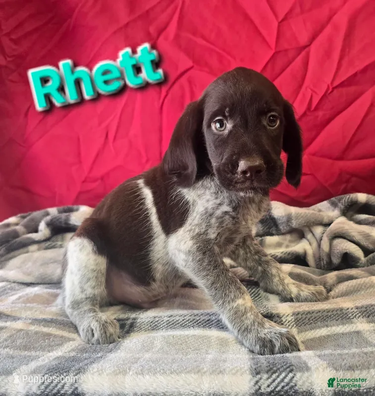 Rhett – German Wirehaired Pointer puppy for sale in Scottsburg, IN