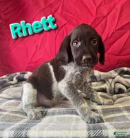 Rhett, a male German Wirehaired Pointer for sale in Scottsburg, IN – 1 of 1