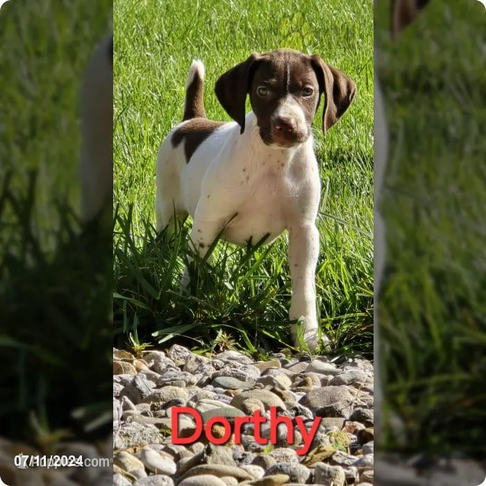 Dorthy – German Shorthaired Pointer puppy for sale in Scottsburg, IN
