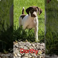 Dorthy, a female German Shorthaired Pointer for sale in Scottsburg, IN – 1 of 1