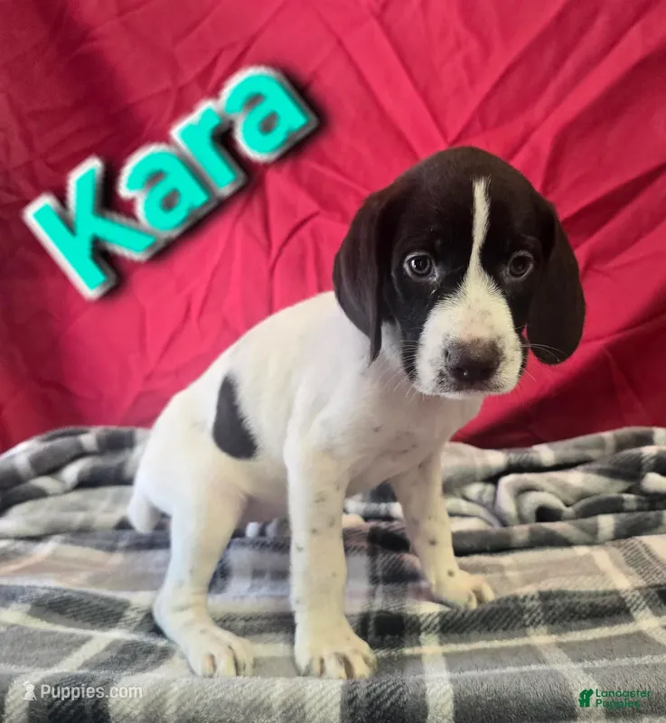 Kara – German Wirehaired Pointer puppy for sale in Scottsburg, IN