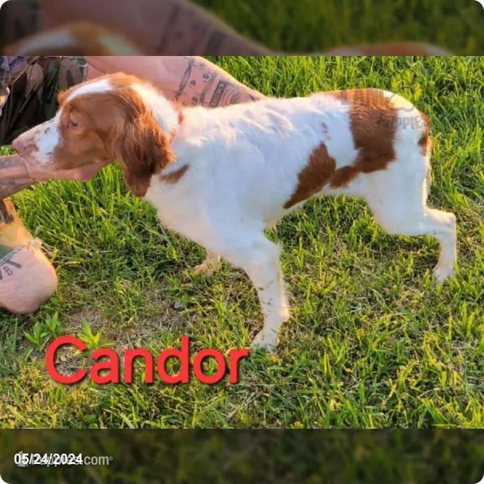 Candor – Brittany puppy for sale in Scottsburg, IN