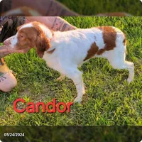 Candor, a male Brittany for sale in Scottsburg, IN – 1 of 1
