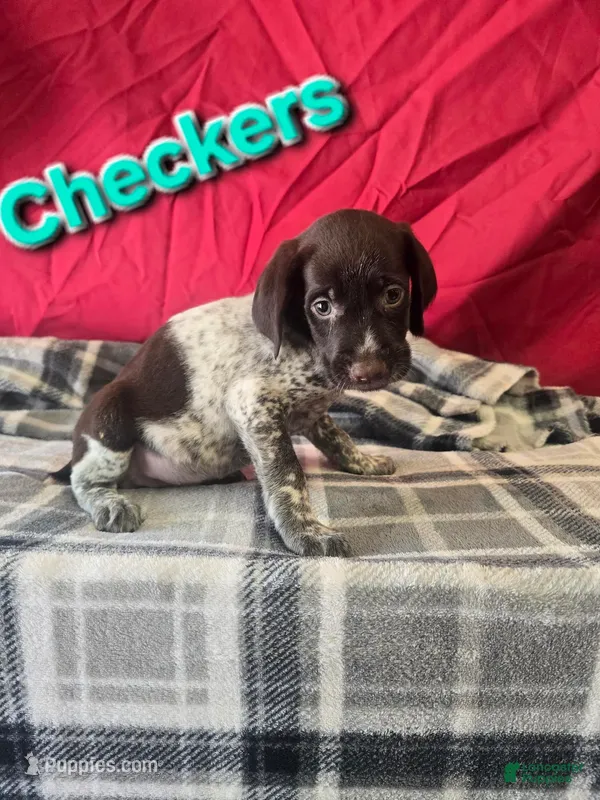 Checkers – German Wirehaired Pointer puppy for sale in Scottsburg, IN