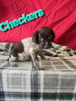 Checkers, a male German Wirehaired Pointer for sale in Scottsburg, IN – 1 of 1
