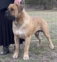 Crusader, a male Boerboel for sale in Navasota, TX – 8 of 9