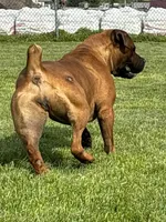 Crusader, a male Boerboel for sale in Navasota, TX – 6 of 9