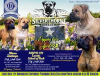 Crusader, a male Boerboel for sale in Navasota, TX – 5 of 9