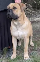 Crusader, a male Boerboel for sale in Navasota, TX – 9 of 9